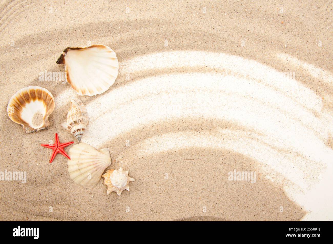 Set aus Hintergrund oder Textur der Muscheln. Muschelset Stockfoto