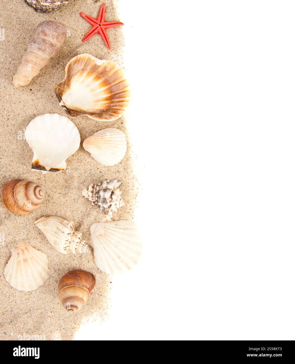 Set von Muscheln isoliert auf weißem Hintergrund. Muschelset Stockfoto