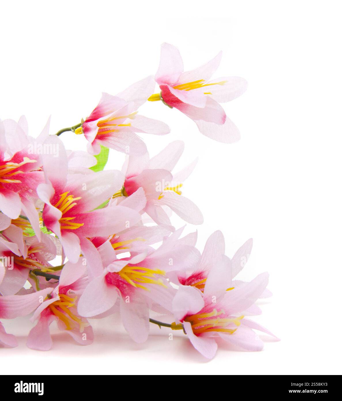 Rosa Blume isolierte einen weißen Hintergrund. Rosafarbene Blume Stockfoto