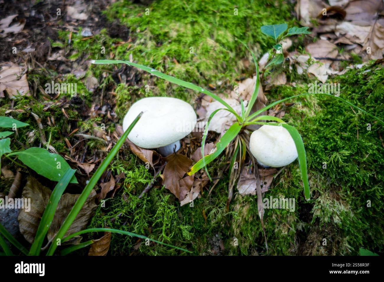 Pilze aus der Nähe in einem Bergwald. Haute Savoie, Frankreich. Pilz-Nahansicht in einem Wald Stockfoto