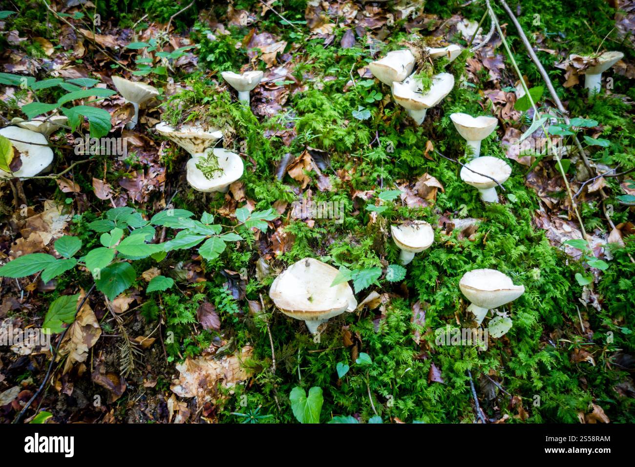 Pilze aus der Nähe in einem Bergwald. Haute Savoie, Frankreich. Pilz-Nahansicht in einem Wald Stockfoto