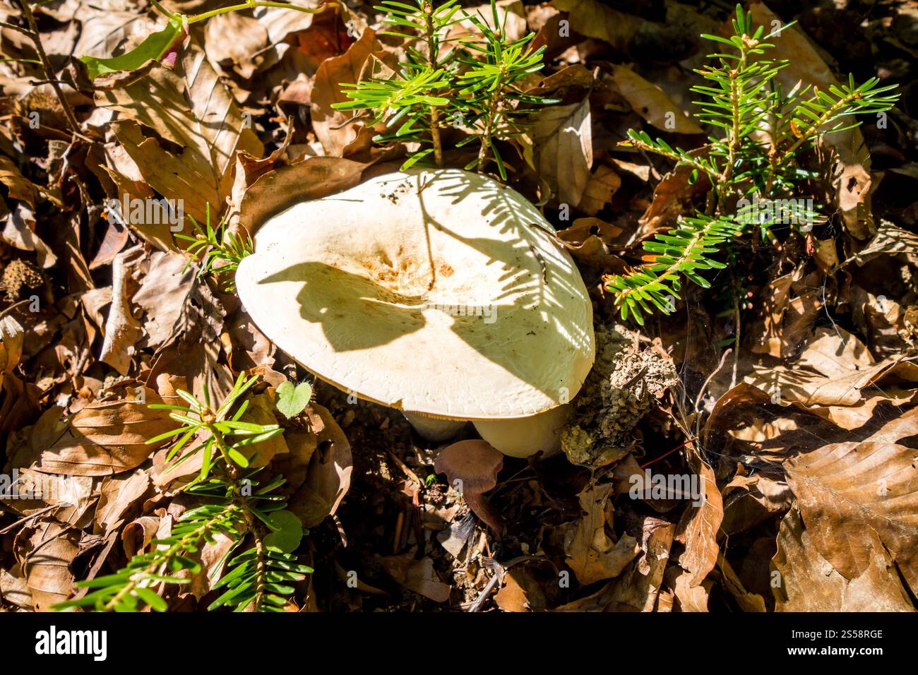 Pilze aus der Nähe in einem Bergwald. Haute Savoie, Frankreich. Pilz-Nahansicht in einem Wald Stockfoto
