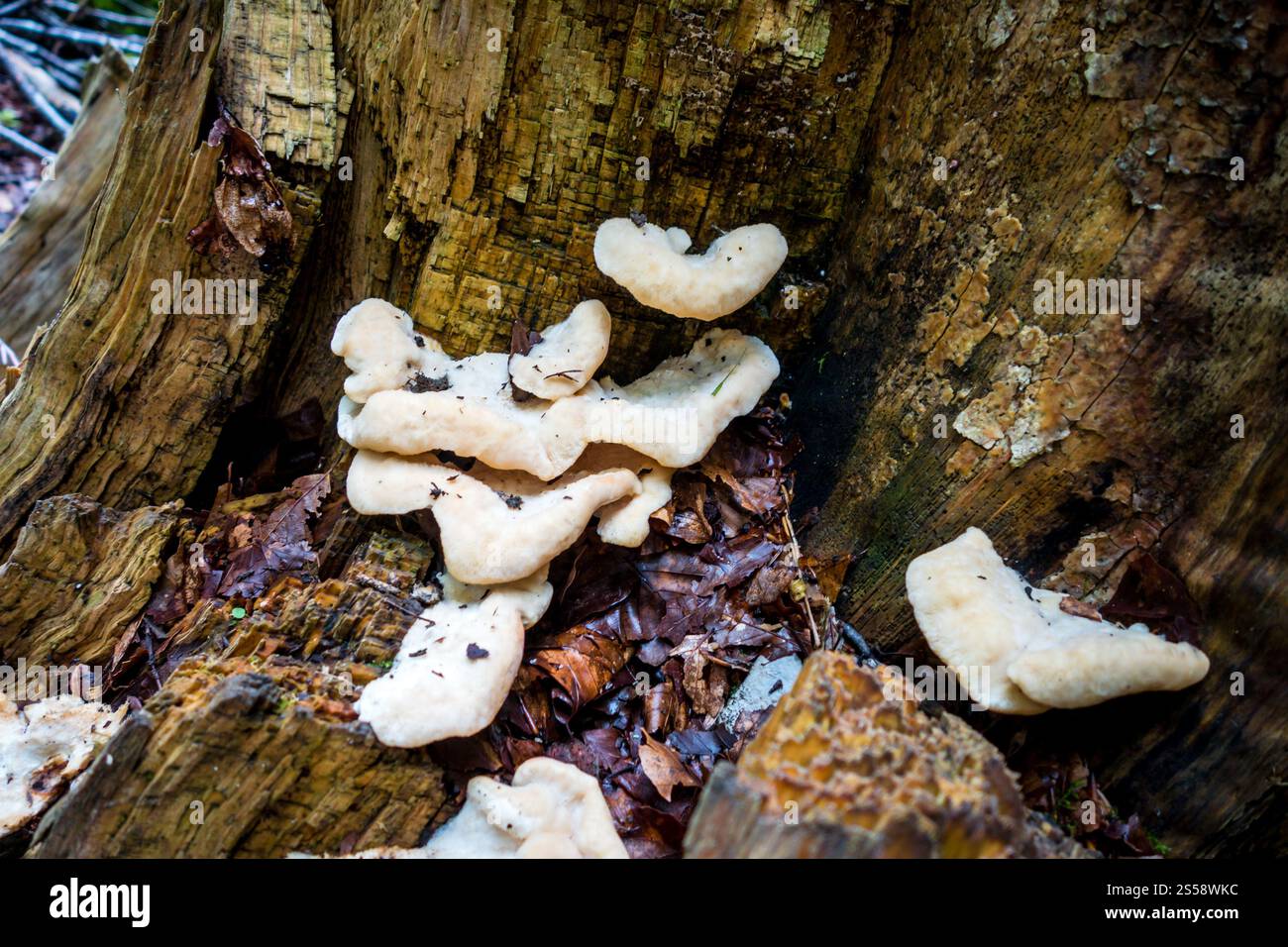 Pilze aus der Nähe in einem Bergwald. Haute Savoie, Frankreich. Pilz-Nahansicht in einem Wald Stockfoto