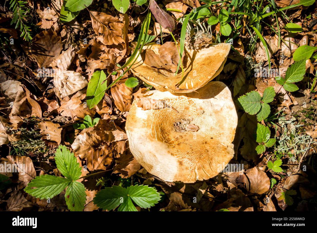 Pilze aus der Nähe in einem Bergwald. Haute Savoie, Frankreich. Pilz-Nahansicht in einem Wald Stockfoto