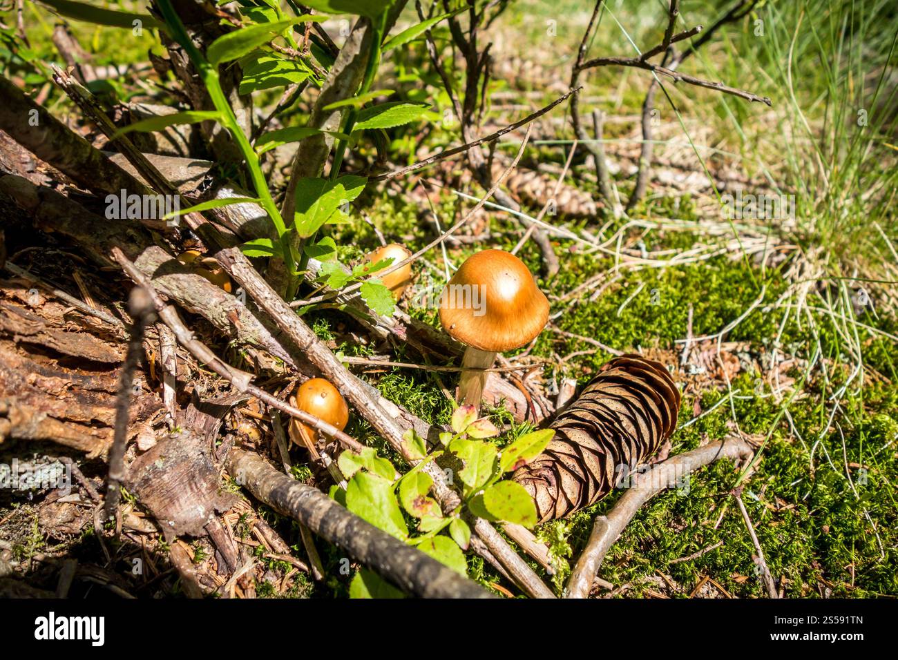 Pilze aus der Nähe in einem Bergwald. Haute Savoie, Frankreich. Pilz-Nahansicht in einem Wald Stockfoto