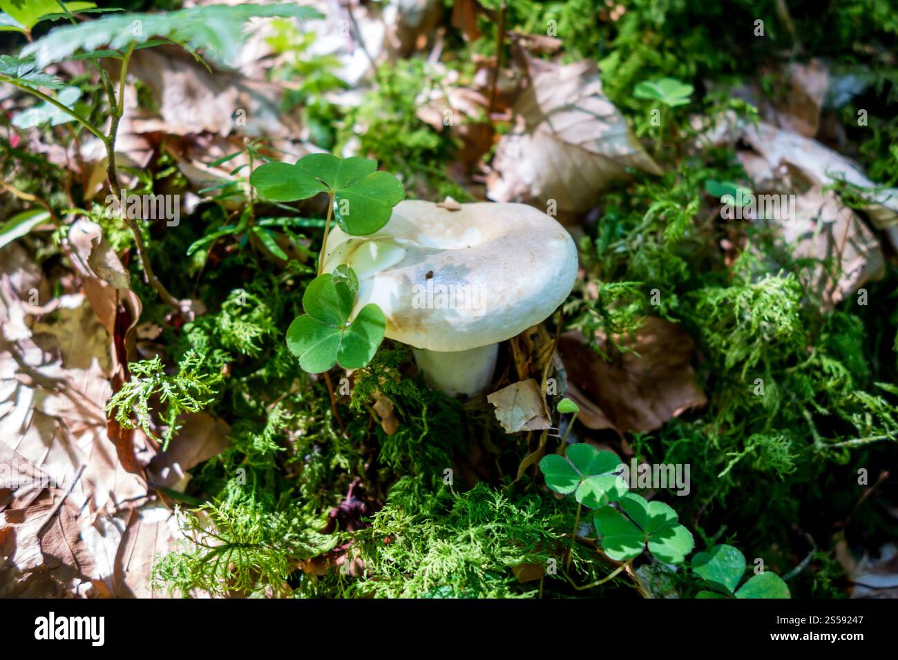 Pilze aus der Nähe in einem Bergwald. Haute Savoie, Frankreich. Pilz-Nahansicht in einem Wald Stockfoto
