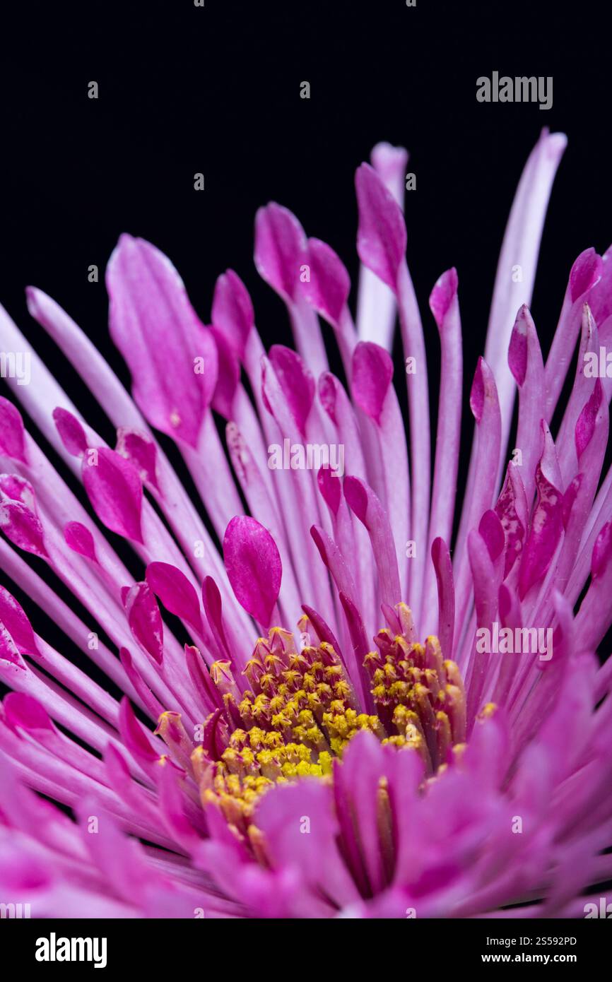 dahlienblume auf schwarzem Hintergrund. dahlienblume Stockfoto