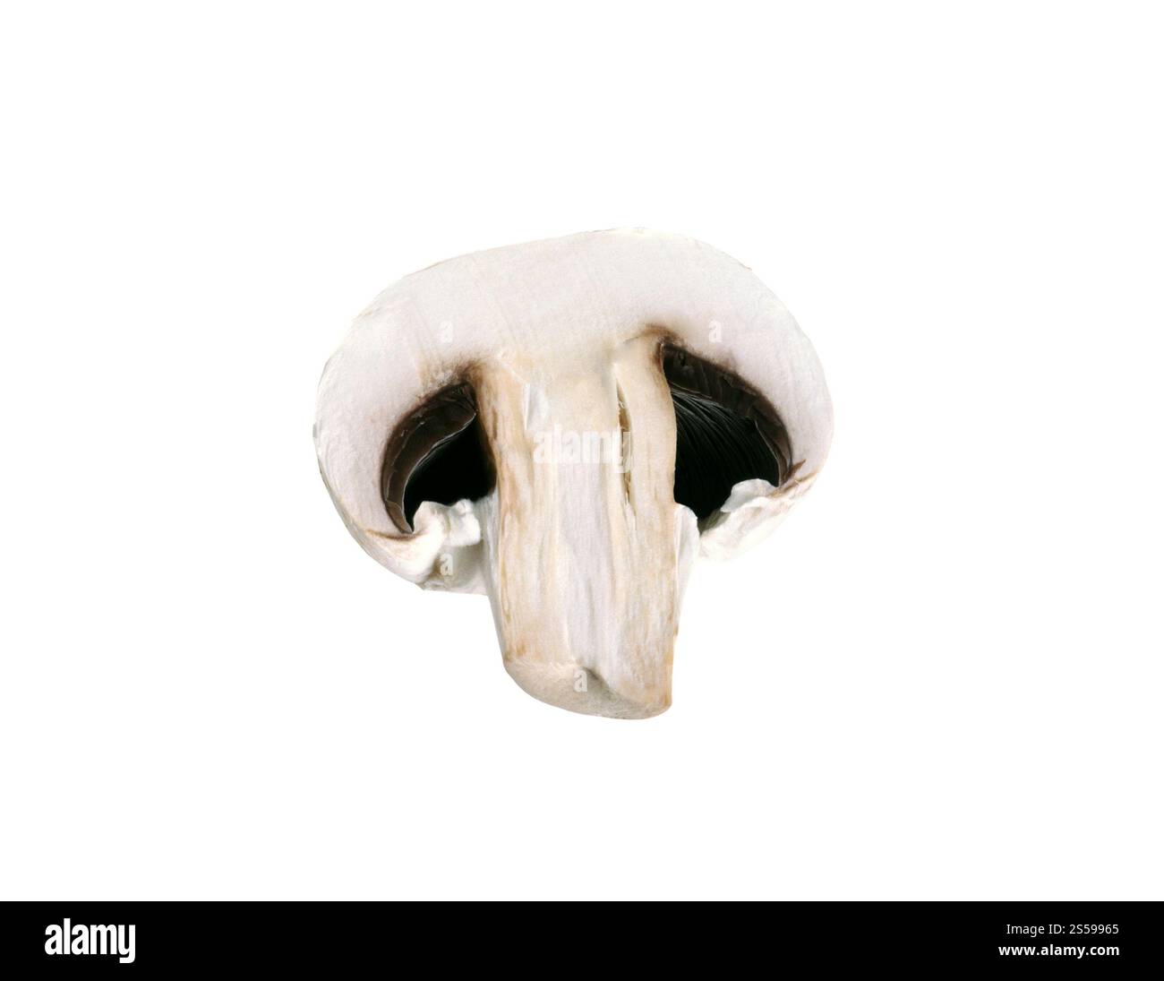 Pilz isoliert auf weißem Hintergrund. Pilz Stockfoto