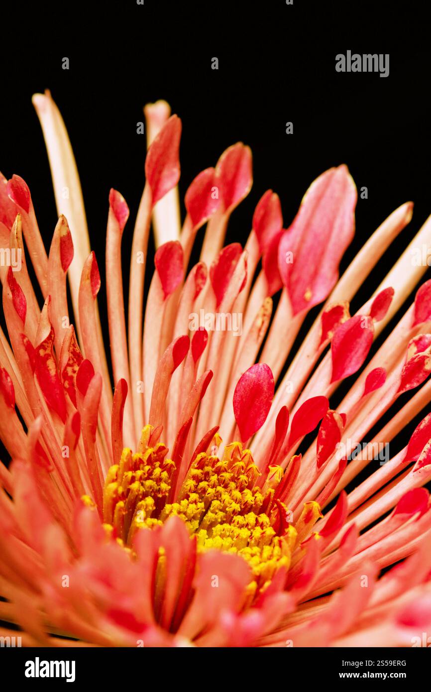 Rote Blume auf schwarzem Hintergrund. Rote Blume Stockfoto