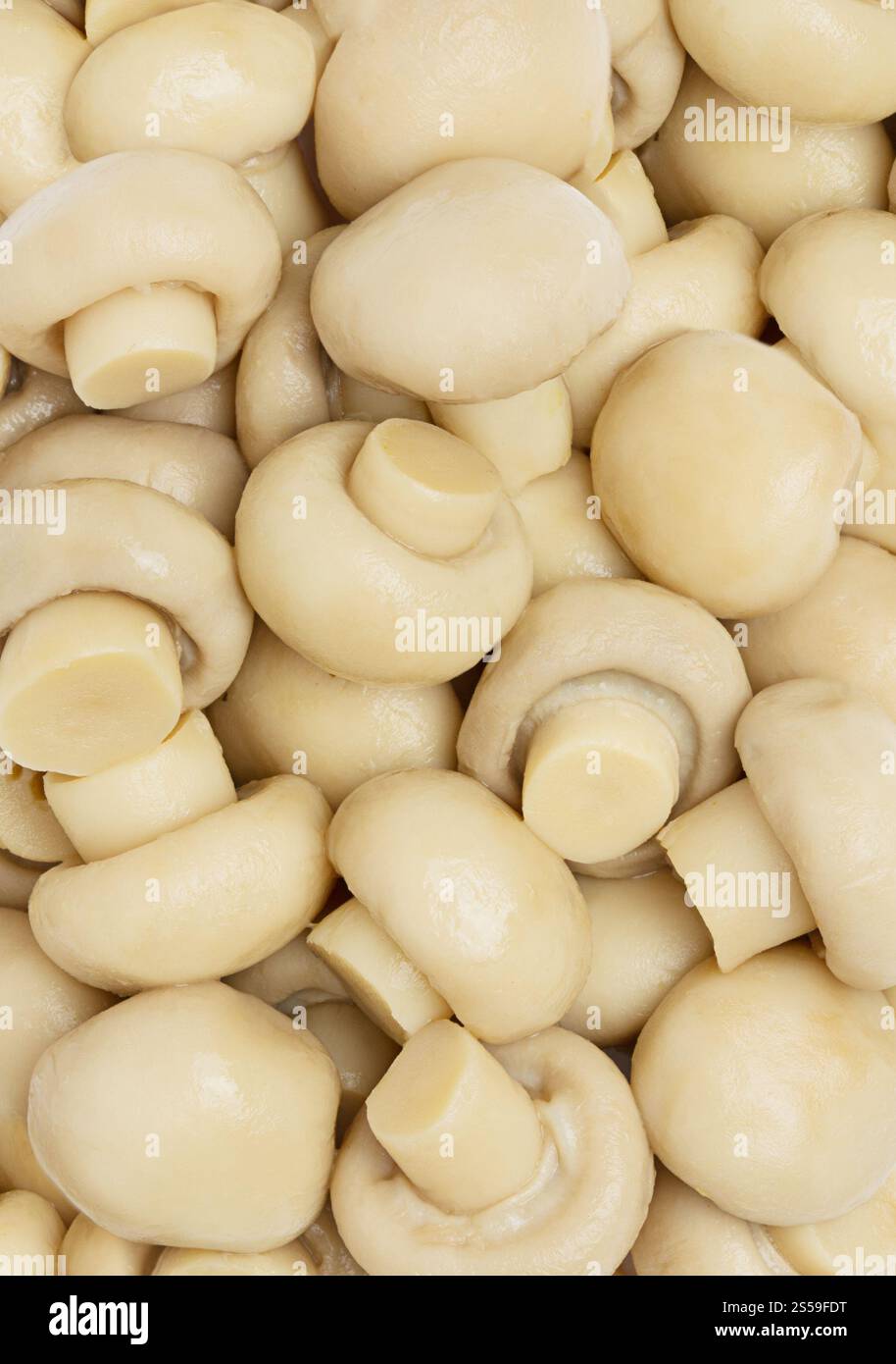 Nahtloser Hintergrund oder Textur von Pilzen. Nahtloser Hintergrund für Pilze. Stockfoto