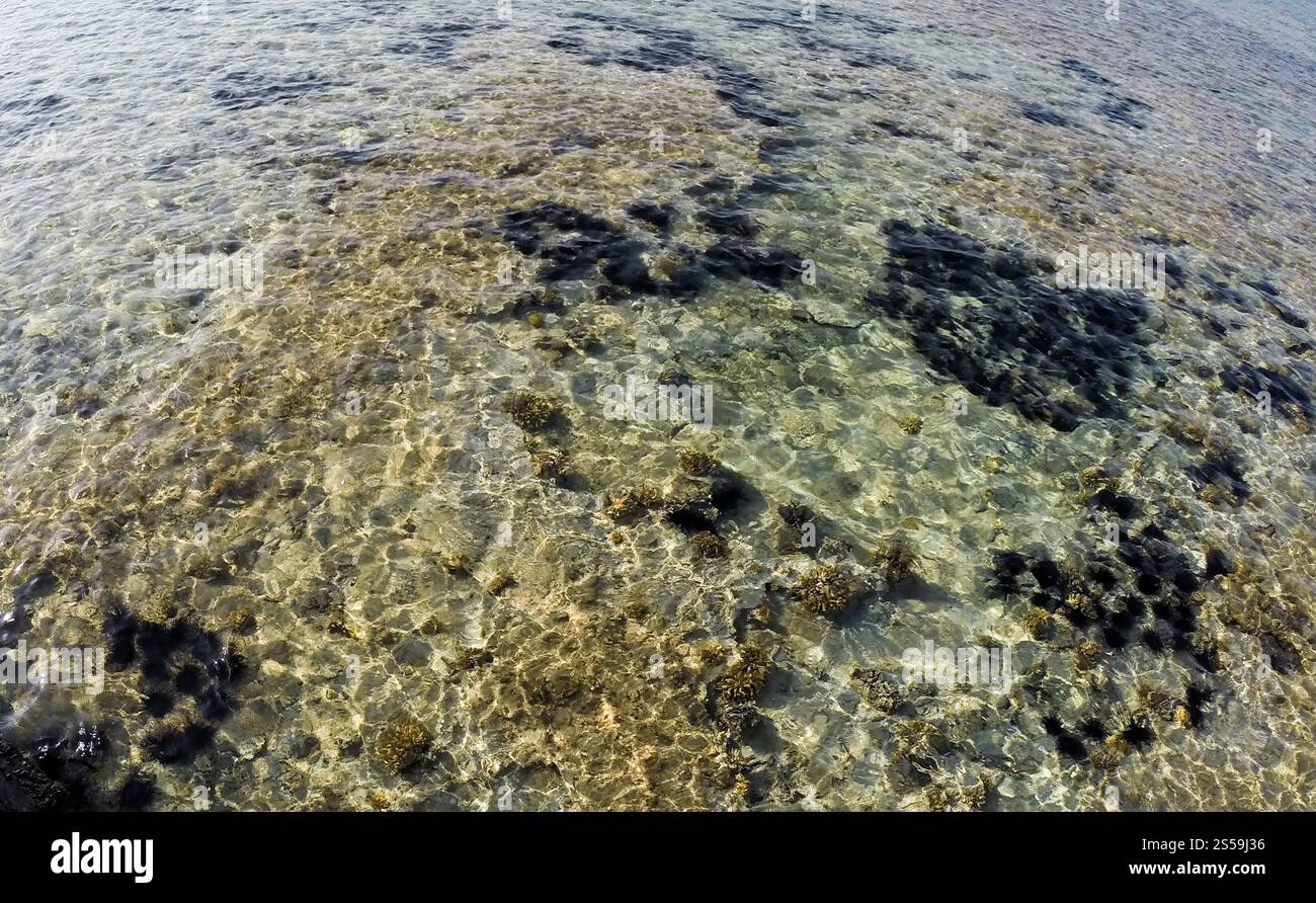 Seeigel unter Wasser in Ägypten Stockfoto