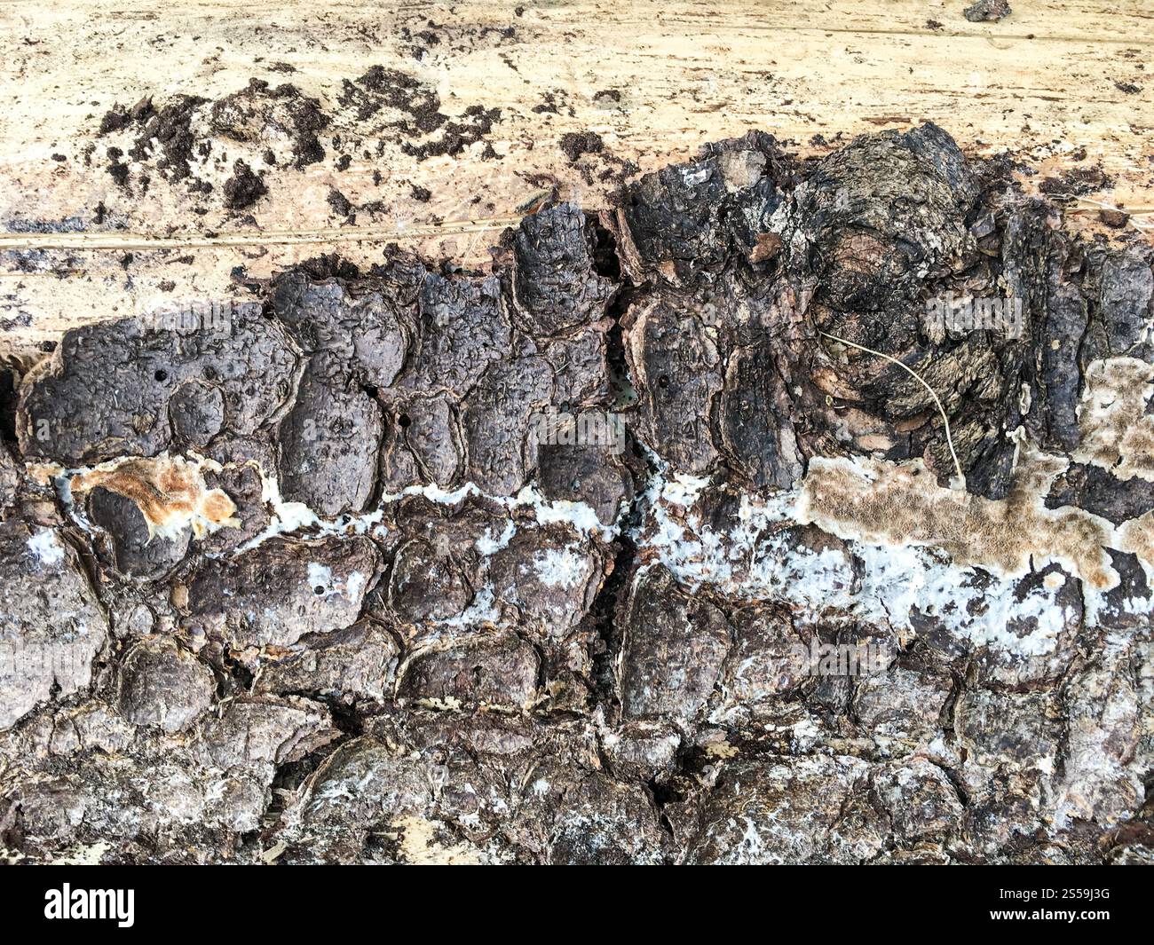 Textur der Eichenrinde. Hintergrund der Baumrinde. Die Struktur der Baumrinde. Stockfoto
