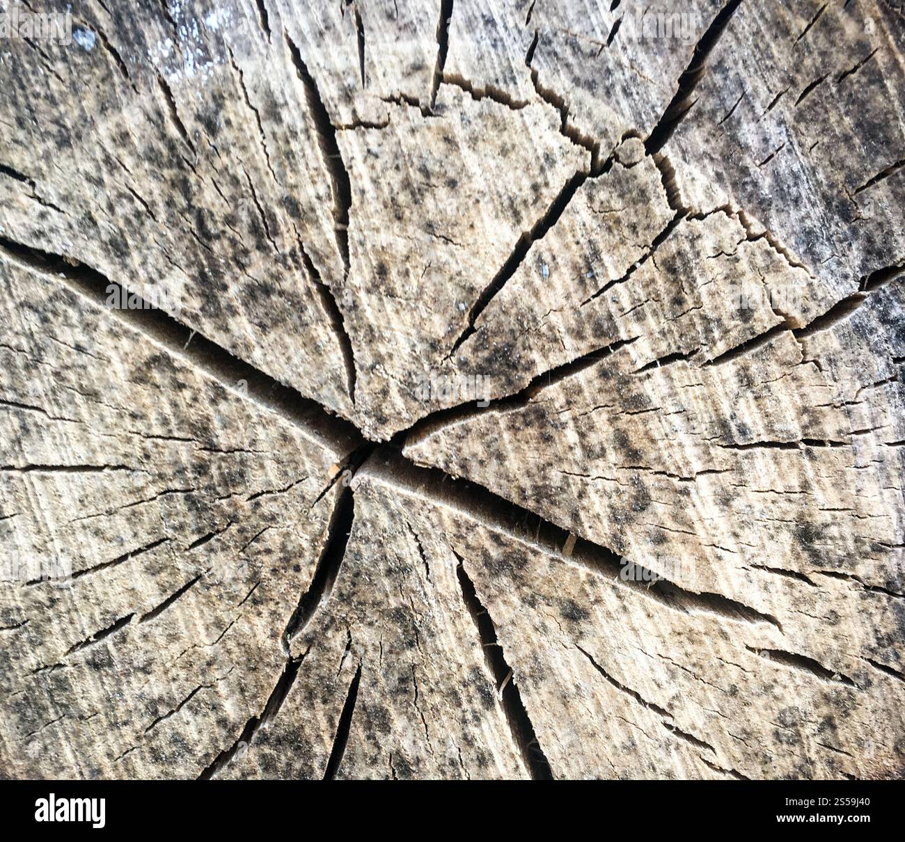 Textur der Eichenrinde. Hintergrund der Baumrinde. Die Struktur der Baumrinde. Stockfoto