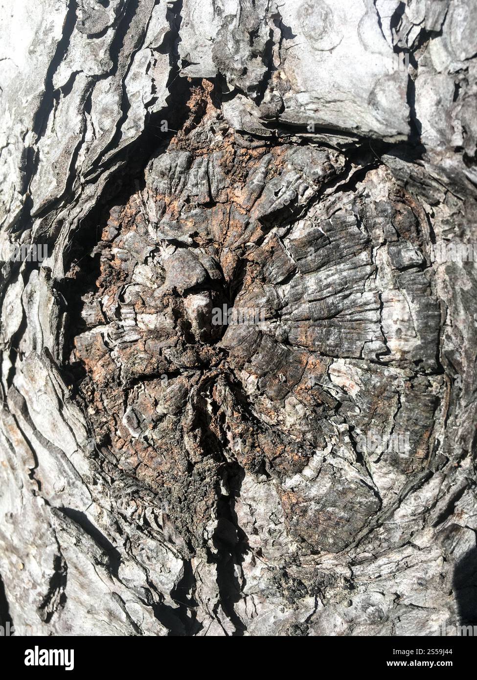 Textur der Eichenrinde. Hintergrund der Baumrinde. Die Struktur der Baumrinde. Stockfoto