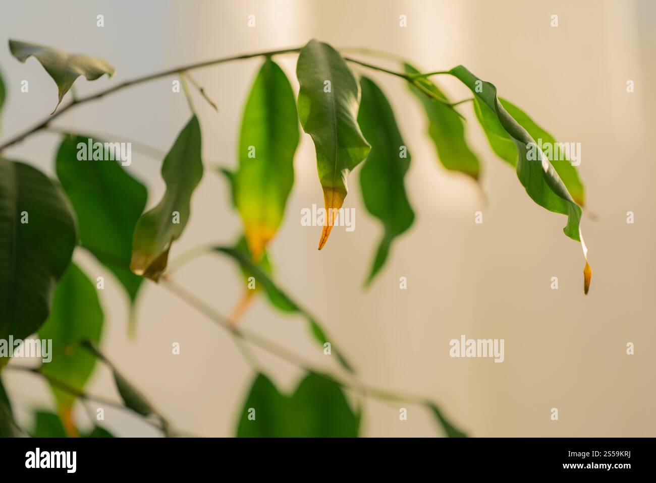 Ficus benjamina Bltter werden gelb und braun, signalisieren mgliche  berwsserung oder Wurzelfule, hufige Probleme, die Zimmerpflanzen und  ihre allgemeine Gesundheit beeinflussen Stockfotografie - Alamy