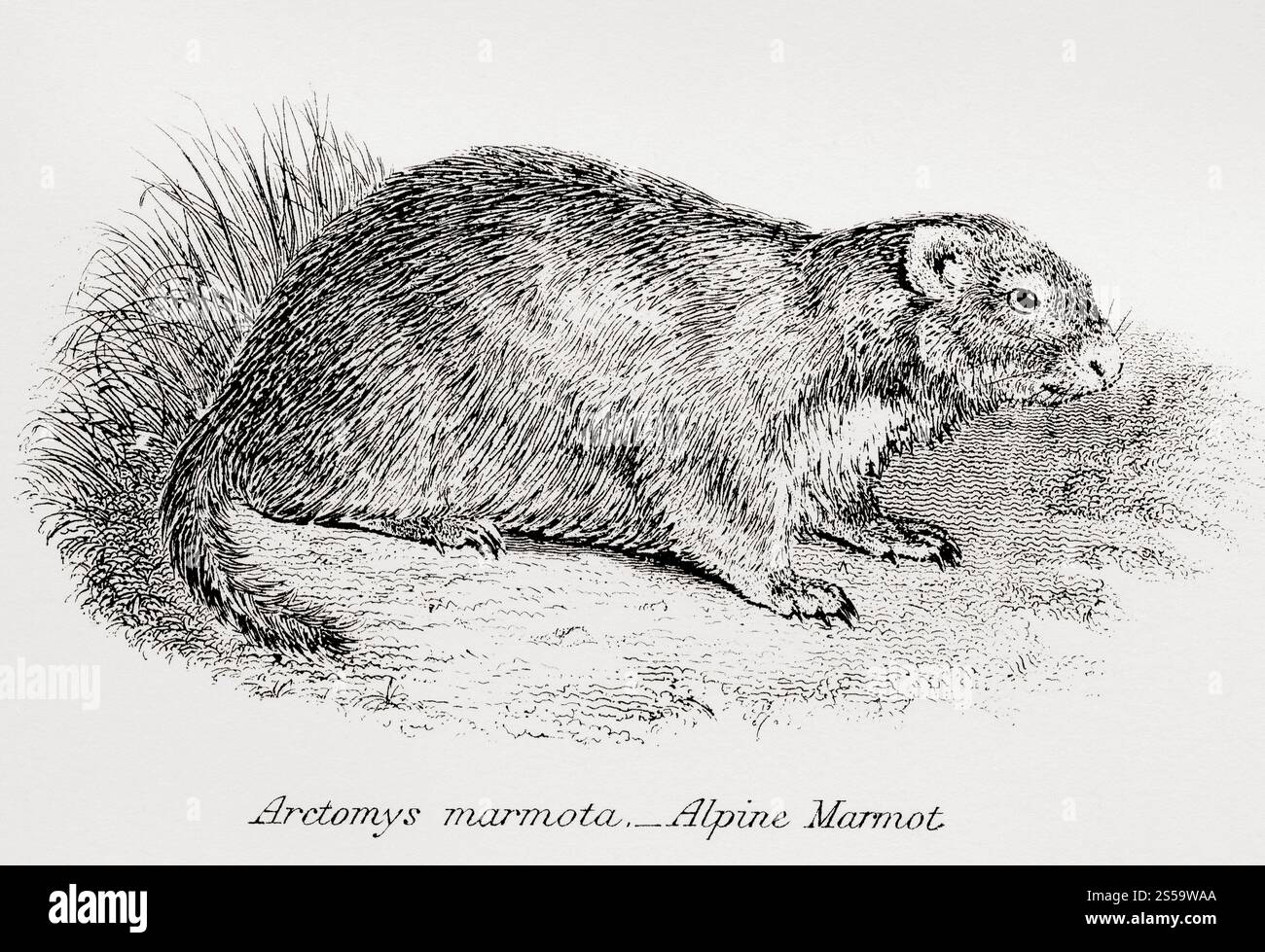 Rodentia. Das Alpenmurmeltier (Marmota marmota), aus der National Encyclopaedia: A Dictionary of Universal Knowledge, veröffentlicht um 1890 Stockfoto