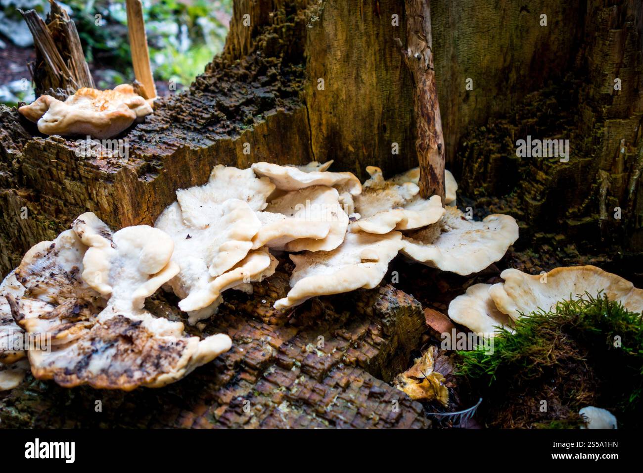 Pilze aus der Nähe in einem Bergwald. Haute Savoie, Frankreich. Pilz-Nahansicht in einem Wald Stockfoto