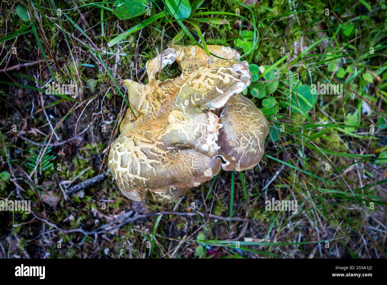 Pilze aus der Nähe in einem Bergwald. Haute Savoie, Frankreich. Pilz-Nahansicht in einem Wald Stockfoto
