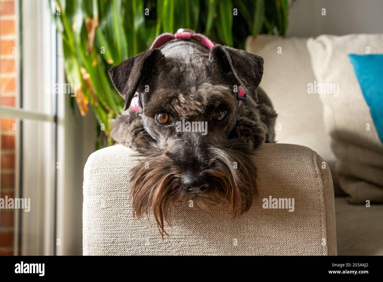 Süßer schwarzer Schnauzer Hund, der zu Hause auf einem Sofa liegt. Stockfoto