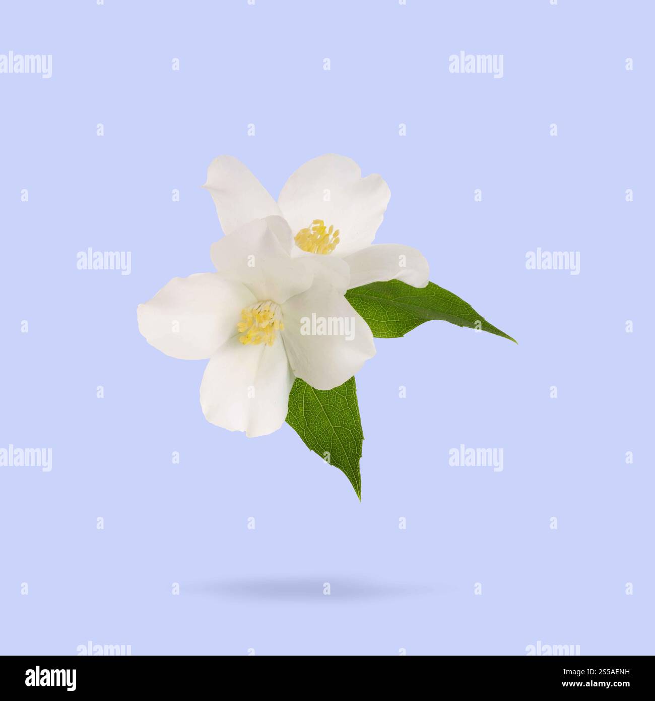 Jasminblüten und grüne Blätter in der Luft auf lavendelfarbenem Hintergrund. Blühende Pflanze Stockfoto