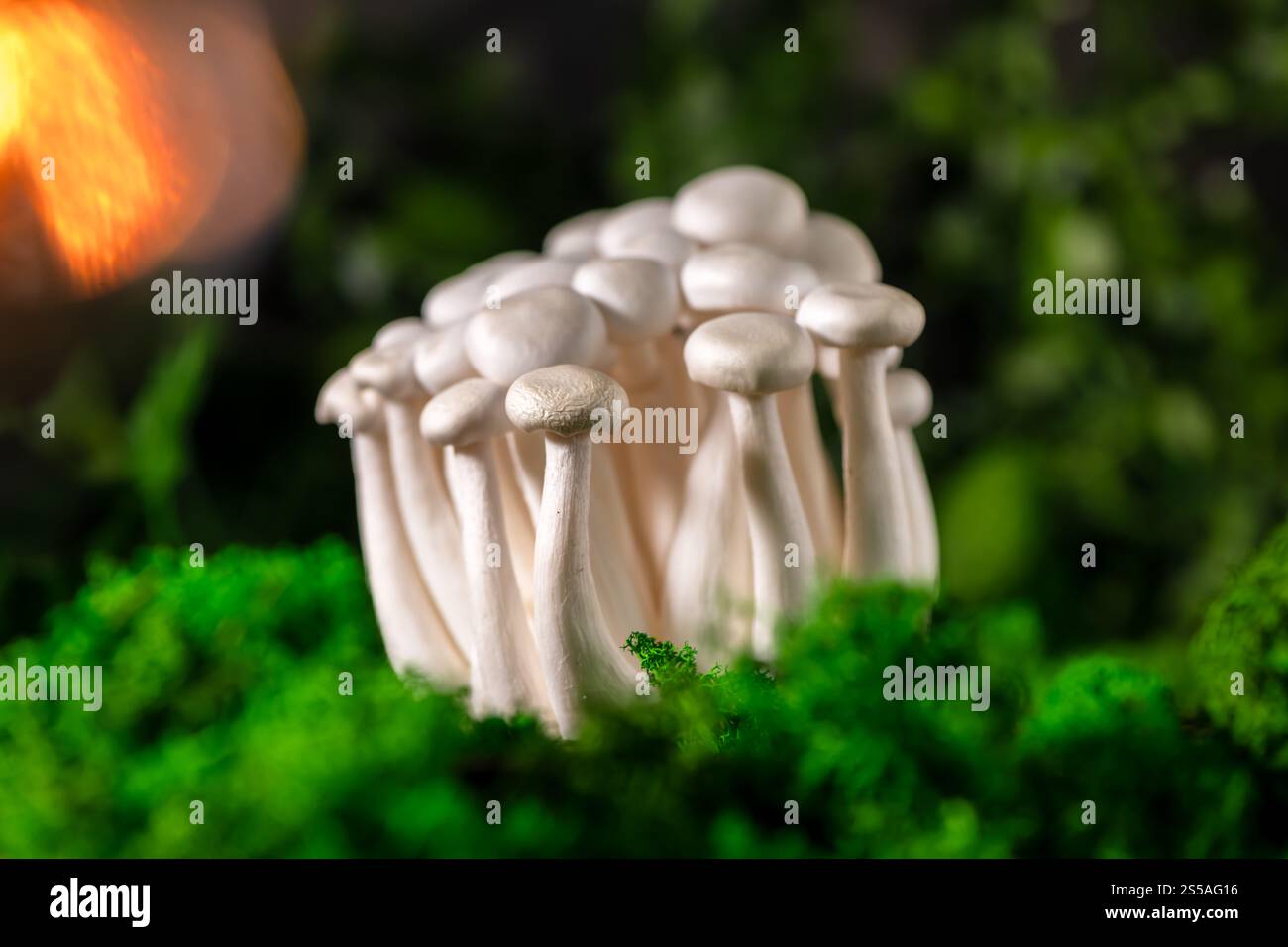 Nahaufnahme eines Haufens Shimeji-Pilze, umgeben von grünem Moos, mit optischen Effekten, Regenbogen und Blenden, Superfood, eine Art köstlicher Austernmushr Stockfoto