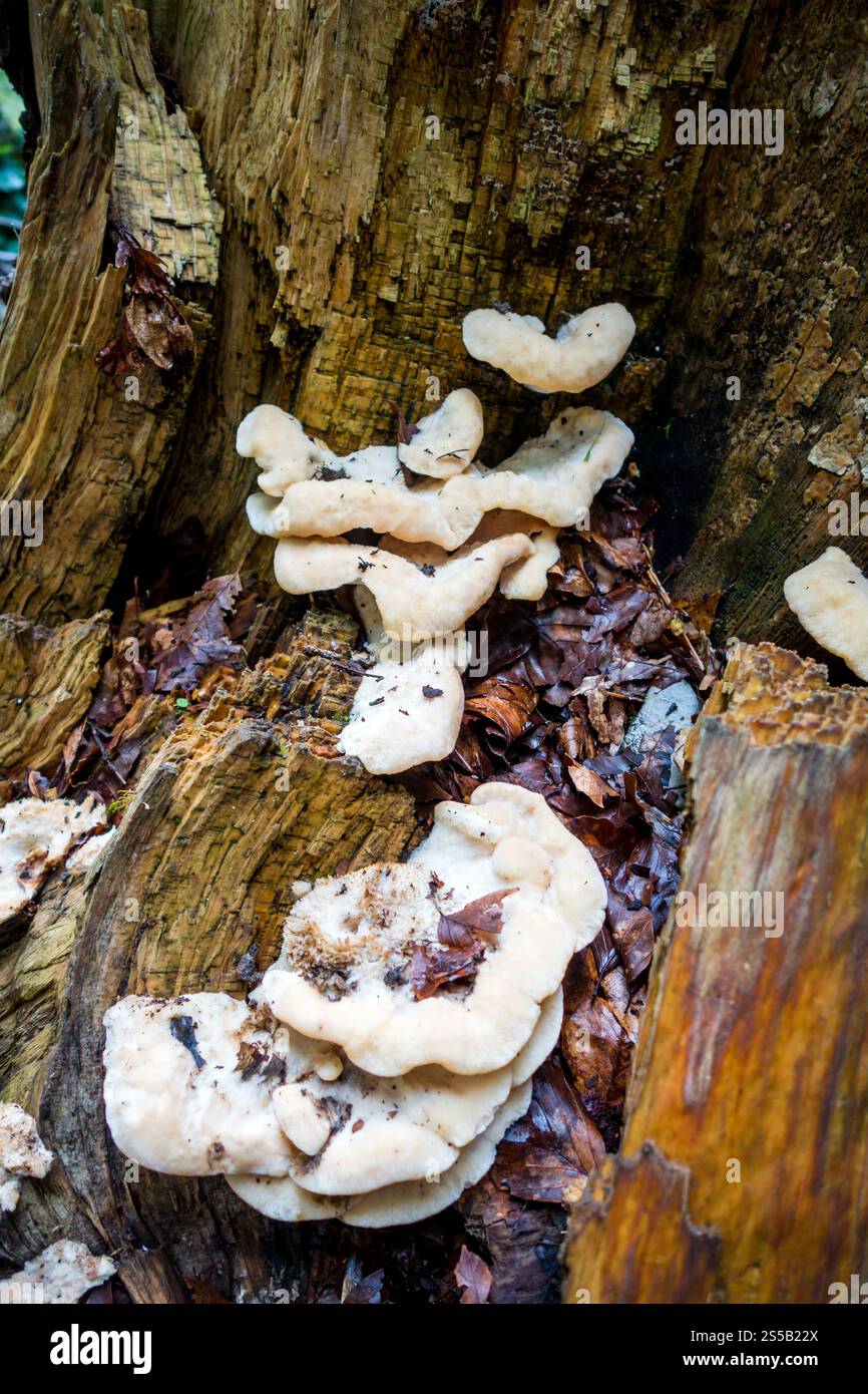 Pilze aus der Nähe in einem Bergwald. Haute Savoie, Frankreich. Pilz-Nahansicht in einem Wald Stockfoto