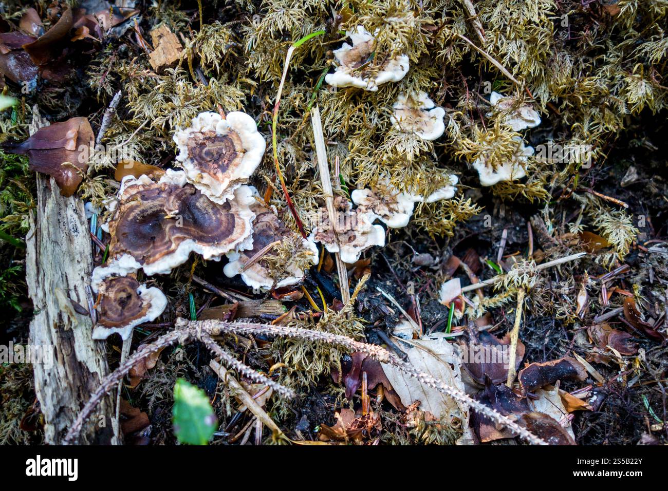 Pilze aus der Nähe in einem Bergwald. Haute Savoie, Frankreich. Pilz-Nahansicht in einem Wald Stockfoto