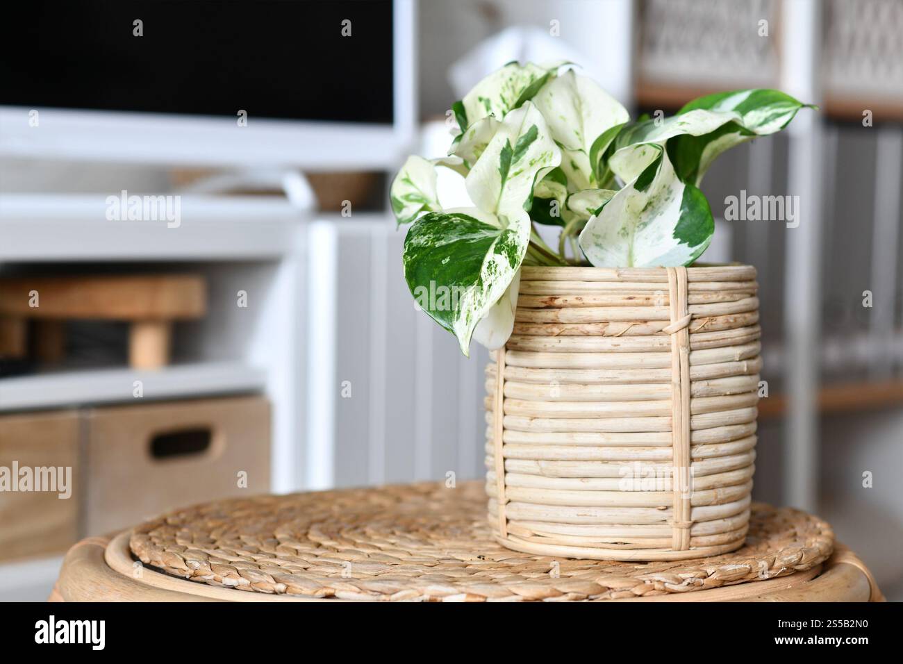 Kleine Pothos-Zimmerpflanze 'Epipremnum Aureum Manjula' im Korb Blumentopf auf dem Tisch im Wohnzimmer Stockfoto