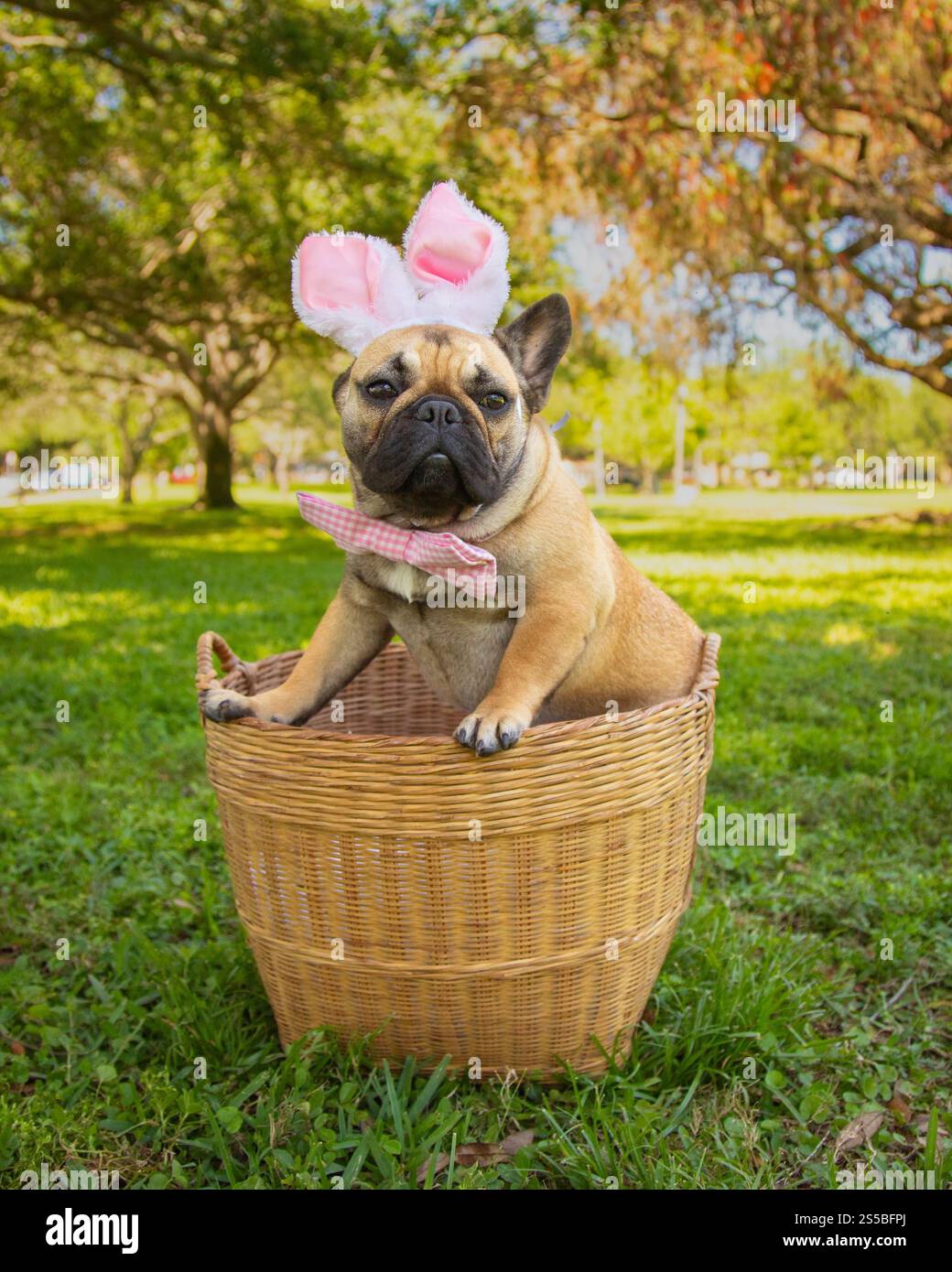Nahaufnahme einer französischen Bulldogge mit Hasenohren und Fliege, die in einem Korb in einem Hundepark sitzt, Florida, USA Stockfoto