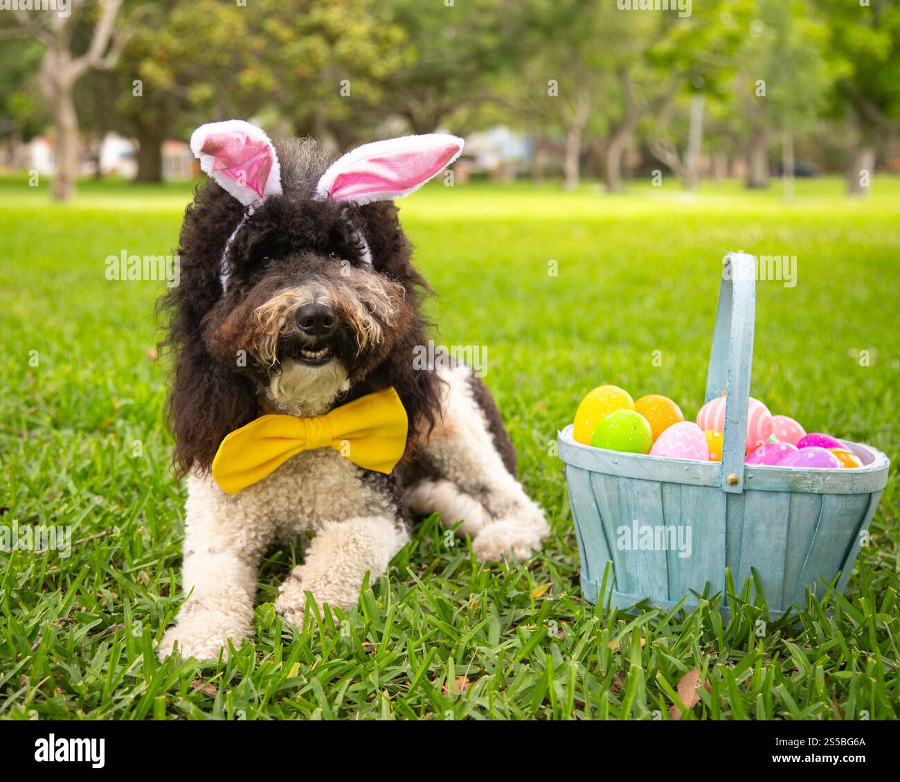Porträt eines Bernedoodles mit Hasenohren und Fliege, der auf dem Gras liegt, neben einem Korb mit bemalten Ostereiern Stockfoto