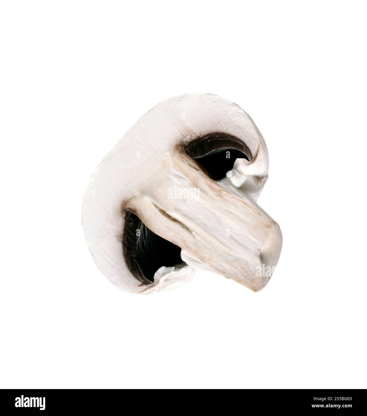 Pilz isoliert auf weißem Hintergrund Stockfoto