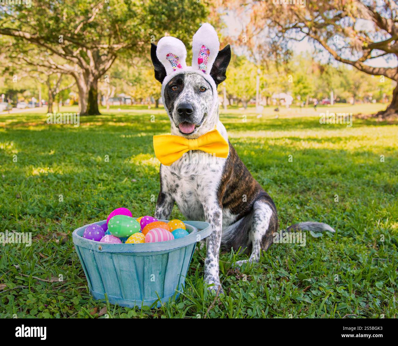Rindermischhund mit Hasenohren und Fliege in einem Hundepark mit einem Korb gefüllt mit bemalten Ostereiern, Florida, USA Stockfoto