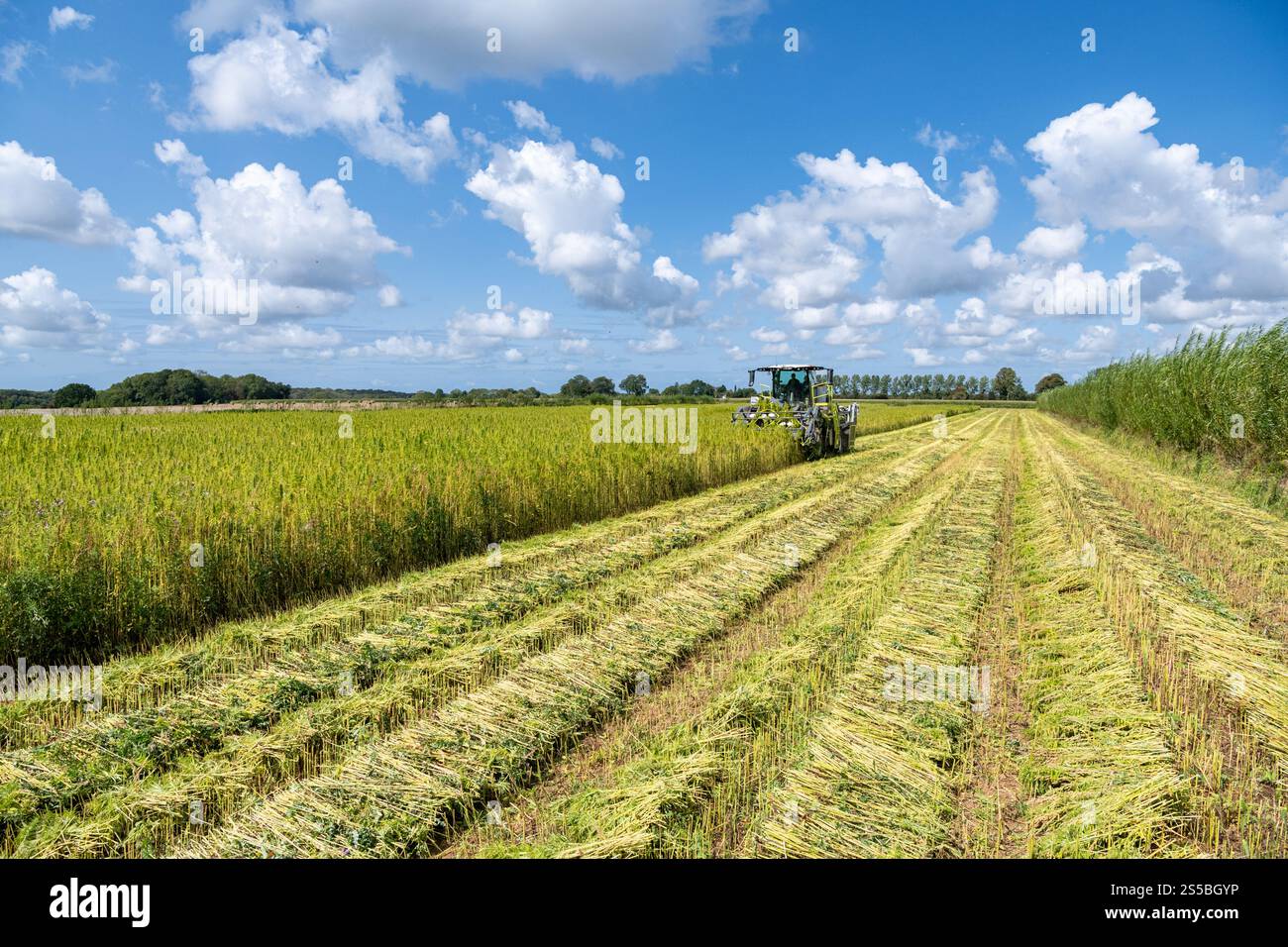 Avesnes-en-Val im Departement seine-Maritime (Nordfrankreich): Biologische Hanfernte mit einer Hyler Sativa Hanferntemaschine Stockfoto