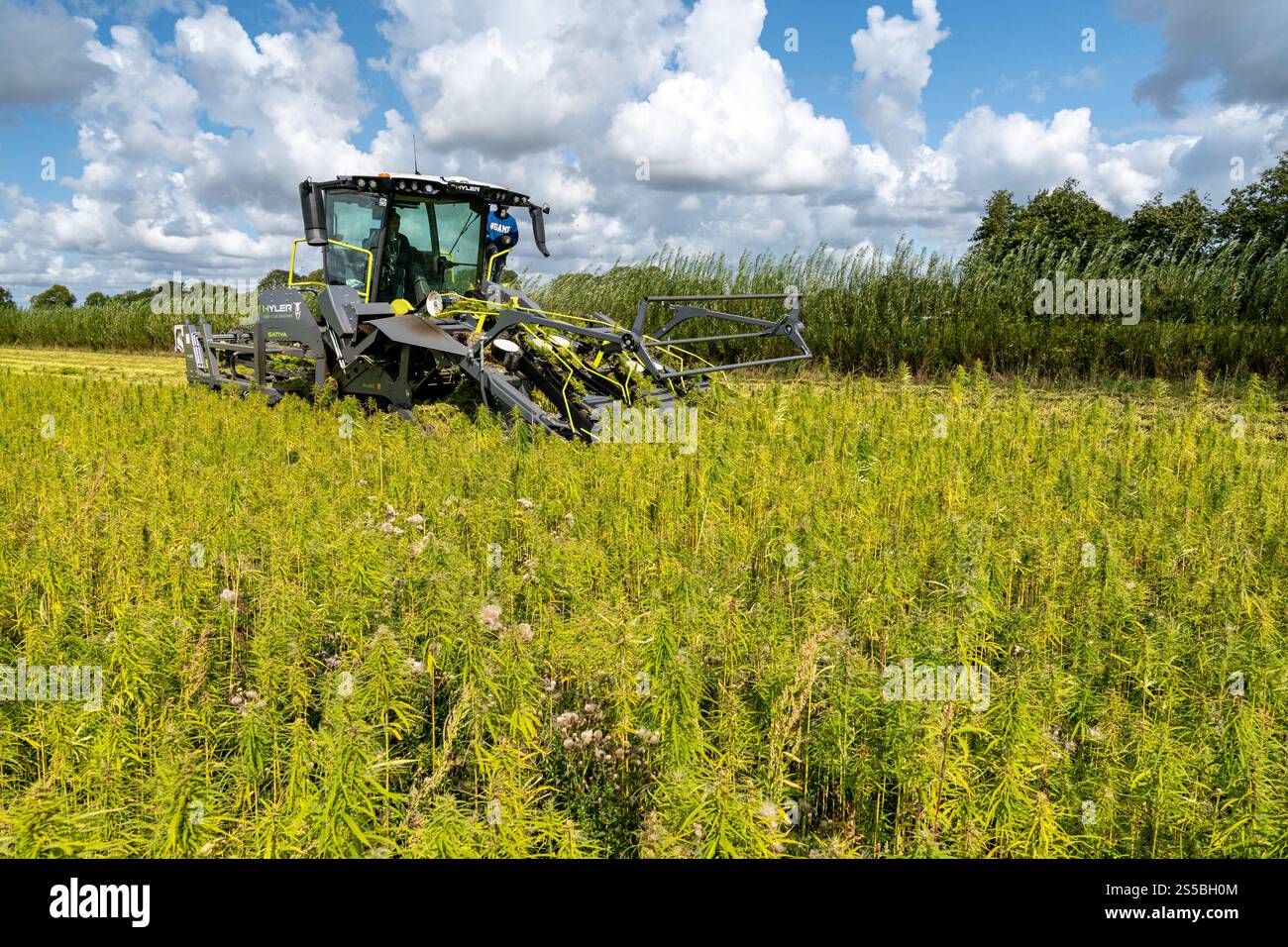 Avesnes-en-Val im Departement seine-Maritime (Nordfrankreich): Biologische Hanfernte mit einer Hyler Sativa Hanferntemaschine Stockfoto