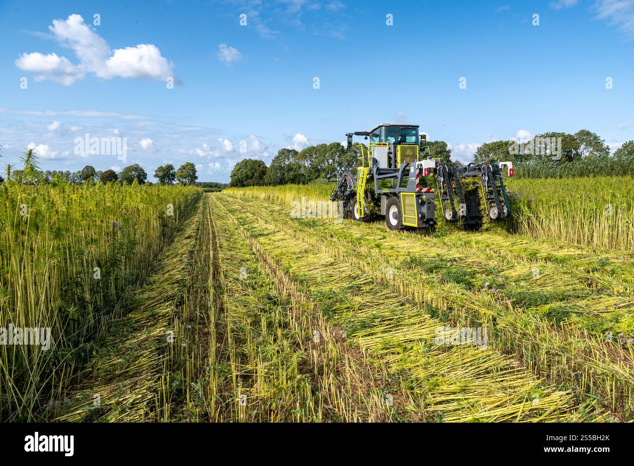 Avesnes-en-Val im Departement seine-Maritime (Nordfrankreich): Biologische Hanfernte mit einer Hyler Sativa Hanferntemaschine Stockfoto