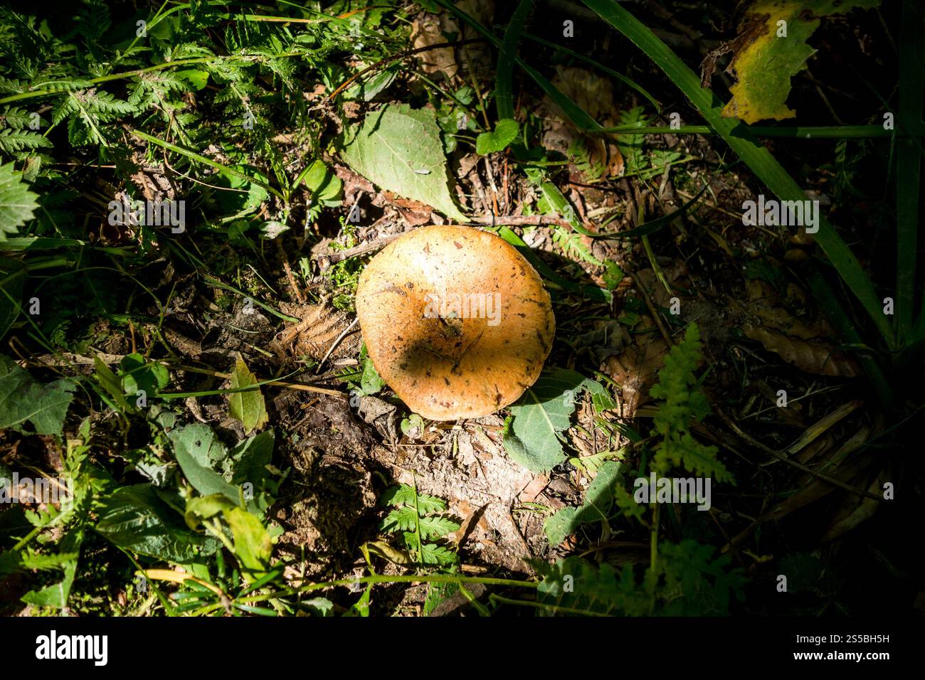 Pilze aus der Nähe in einem Bergwald. Haute Savoie, Frankreich. Pilz-Nahansicht in einem Wald Stockfoto