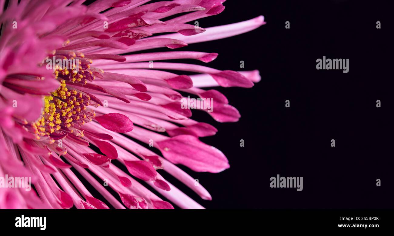 dahlienblume auf schwarzem Hintergrund. dahlienblume Stockfoto