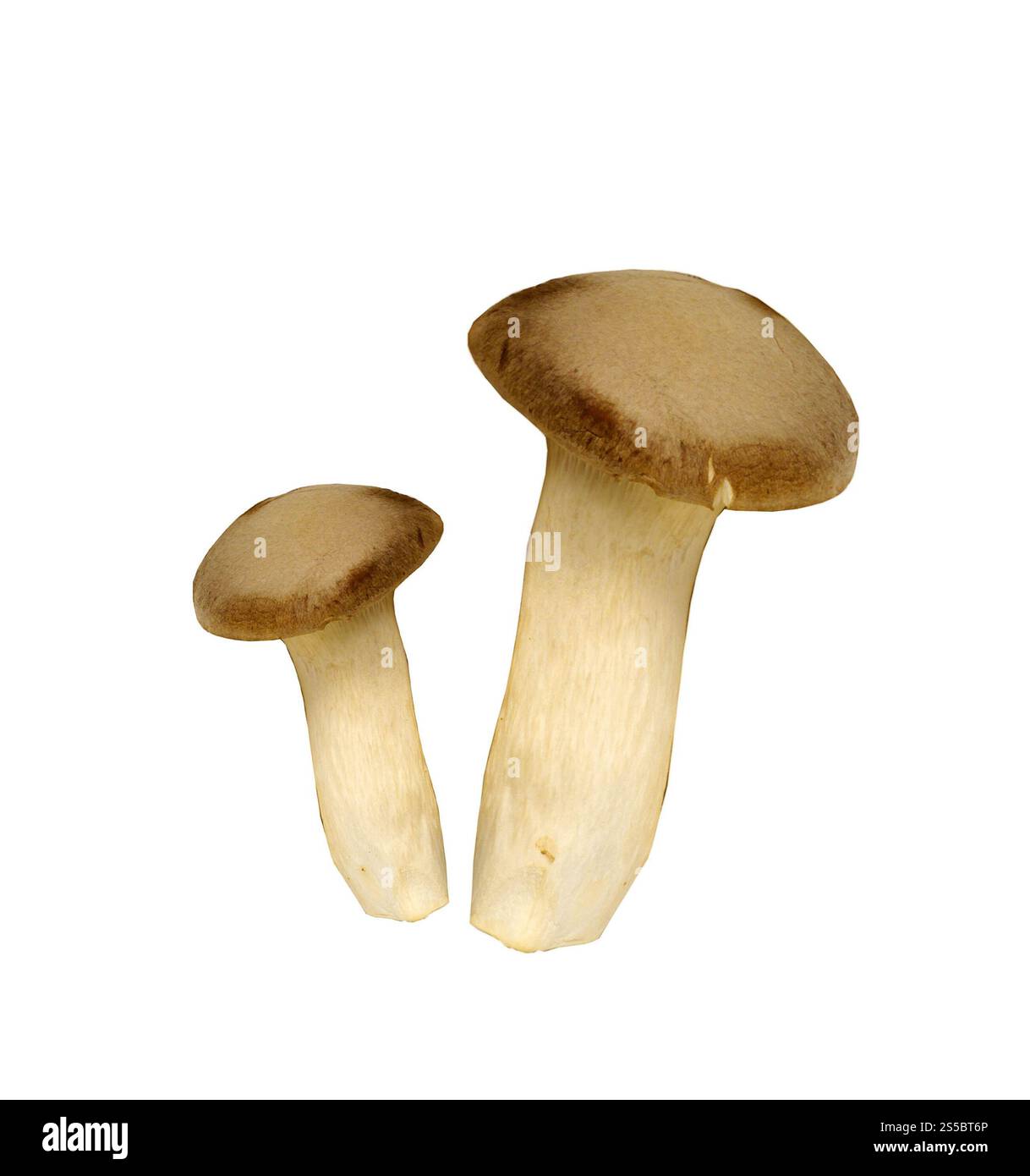 agaricus-Pilze isoliert auf weißem Hintergrund. agaricus-Pilze Stockfoto