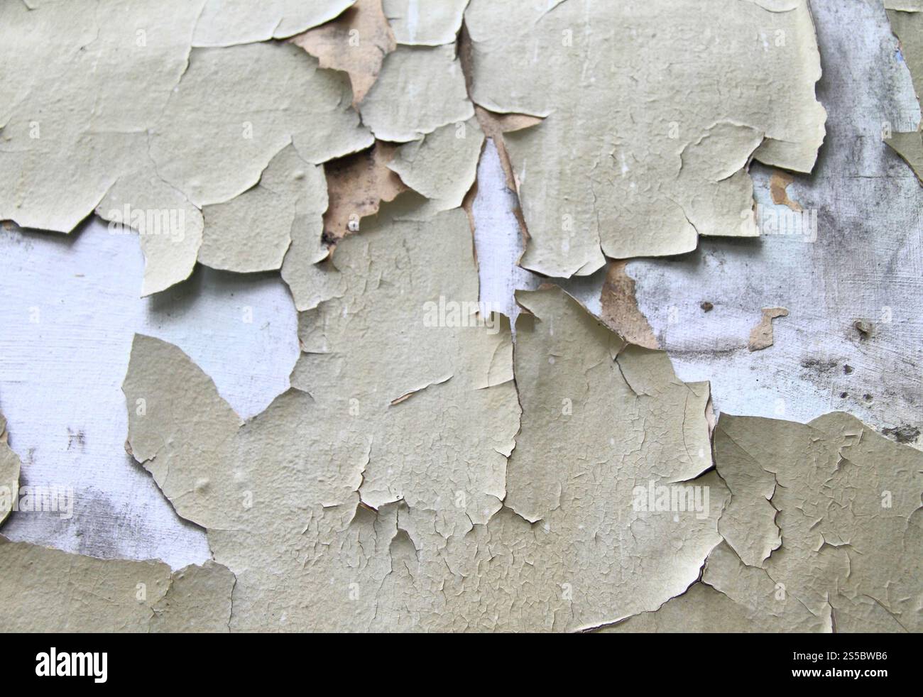 Alte Farbe blättert vom Wandhintergrund ab. Alte Farbe blätterte von der Wand ab Stockfoto