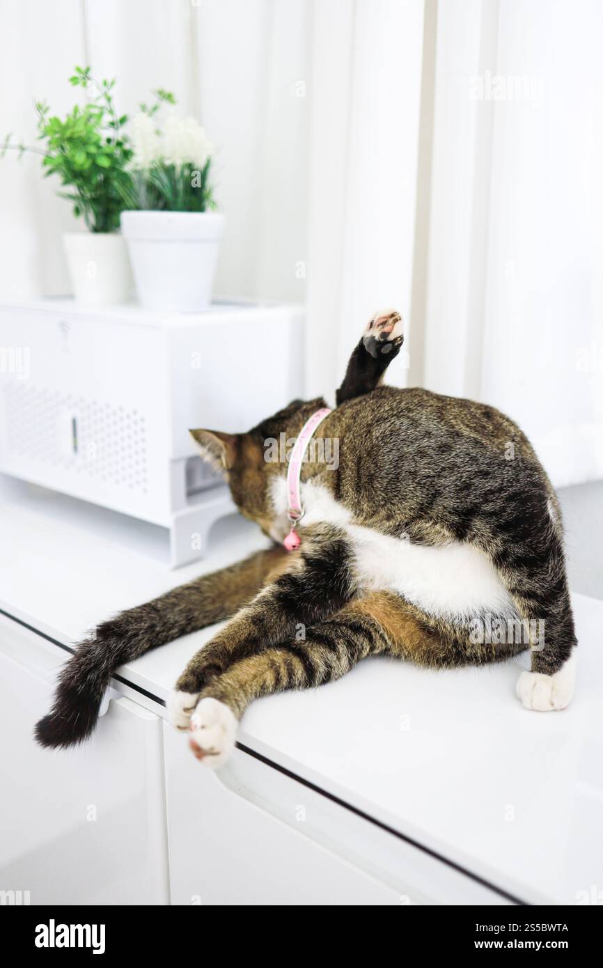 Glückliche Tabbykatze wunderschöner komfortabler Aufenthalt mit Katze im Zimmer. Katzenaugen Schauen Stockfoto