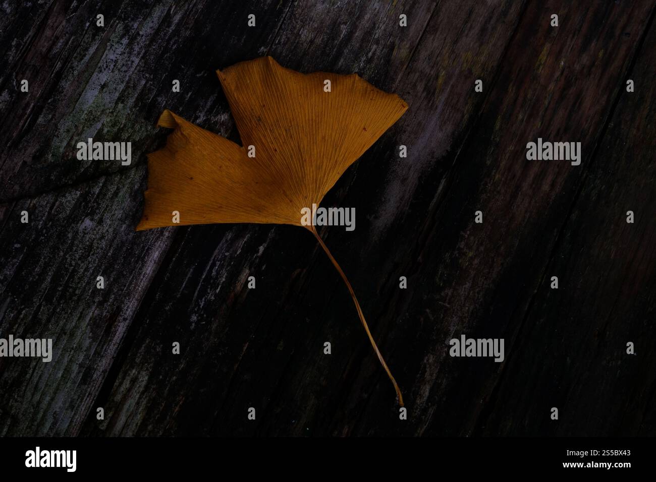 Stillleben mit Früchten, Blättern, Holz, leise Stockfoto