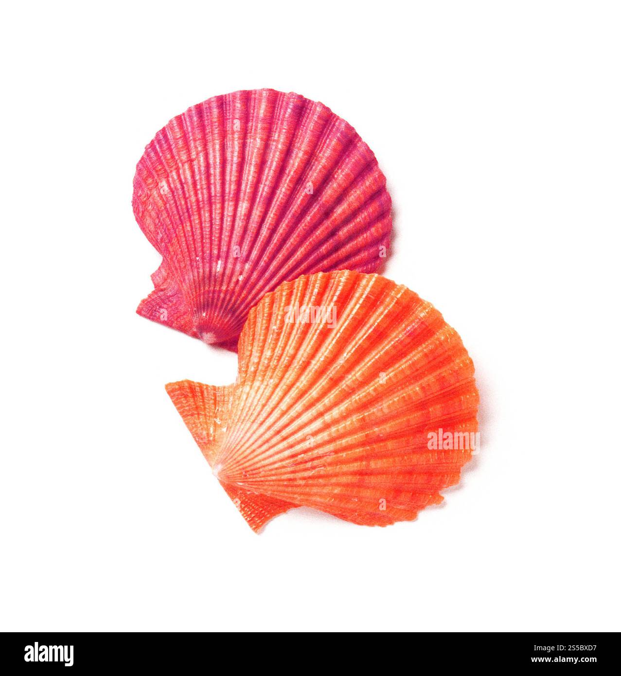 Tan Radial Muschel isoliert auf weißem Hintergrund. Tan Radial Muschel Isoliert Stockfoto