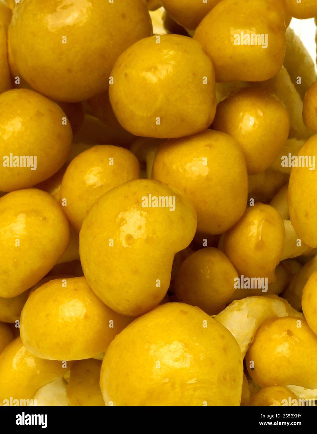 Mashroom-Textur isoliert auf weißem Hintergrund. Mashroom-Textur Stockfoto