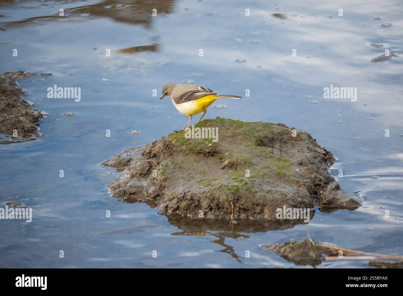 Ein Vogel, der auf einem kleinen, moosbedeckten Felsen in einem ruhigen Gewässer thront. Bachtail. Stockfoto
