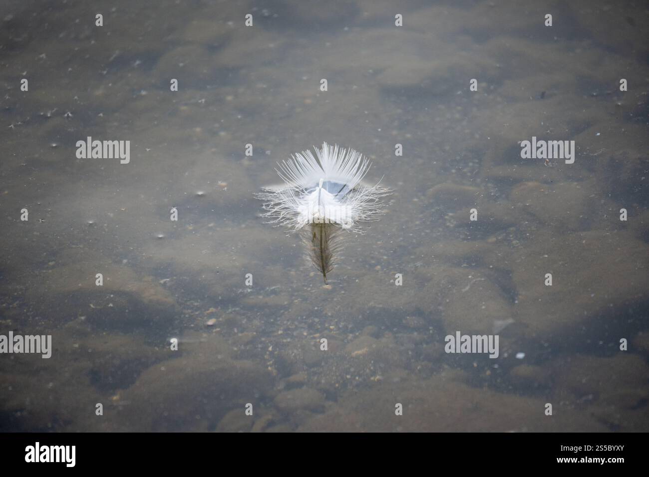 Die Federn schweben sanft auf der Oberfläche des ruhigen Wassers und schaffen ein Gefühl der Ruhe und des Friedens. Stockfoto