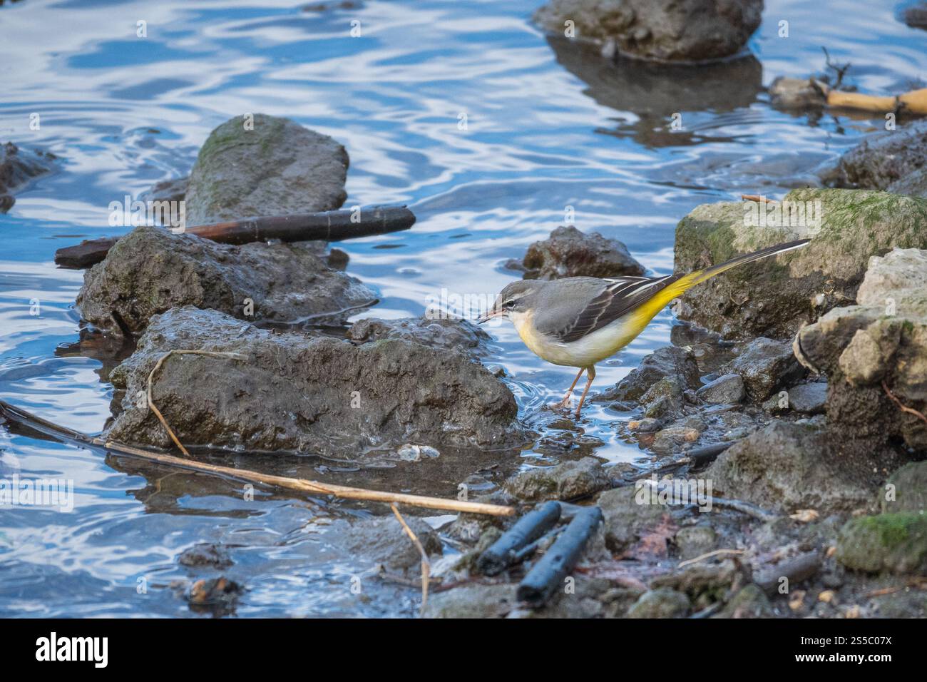 Graue Bachstelze, die am Ufer des Wassers stehen und ihre leuchtend gelben Unterteile vor der ruhigen Kulisse eines natürlichen Lebensraums hervorheben. Stockfoto
