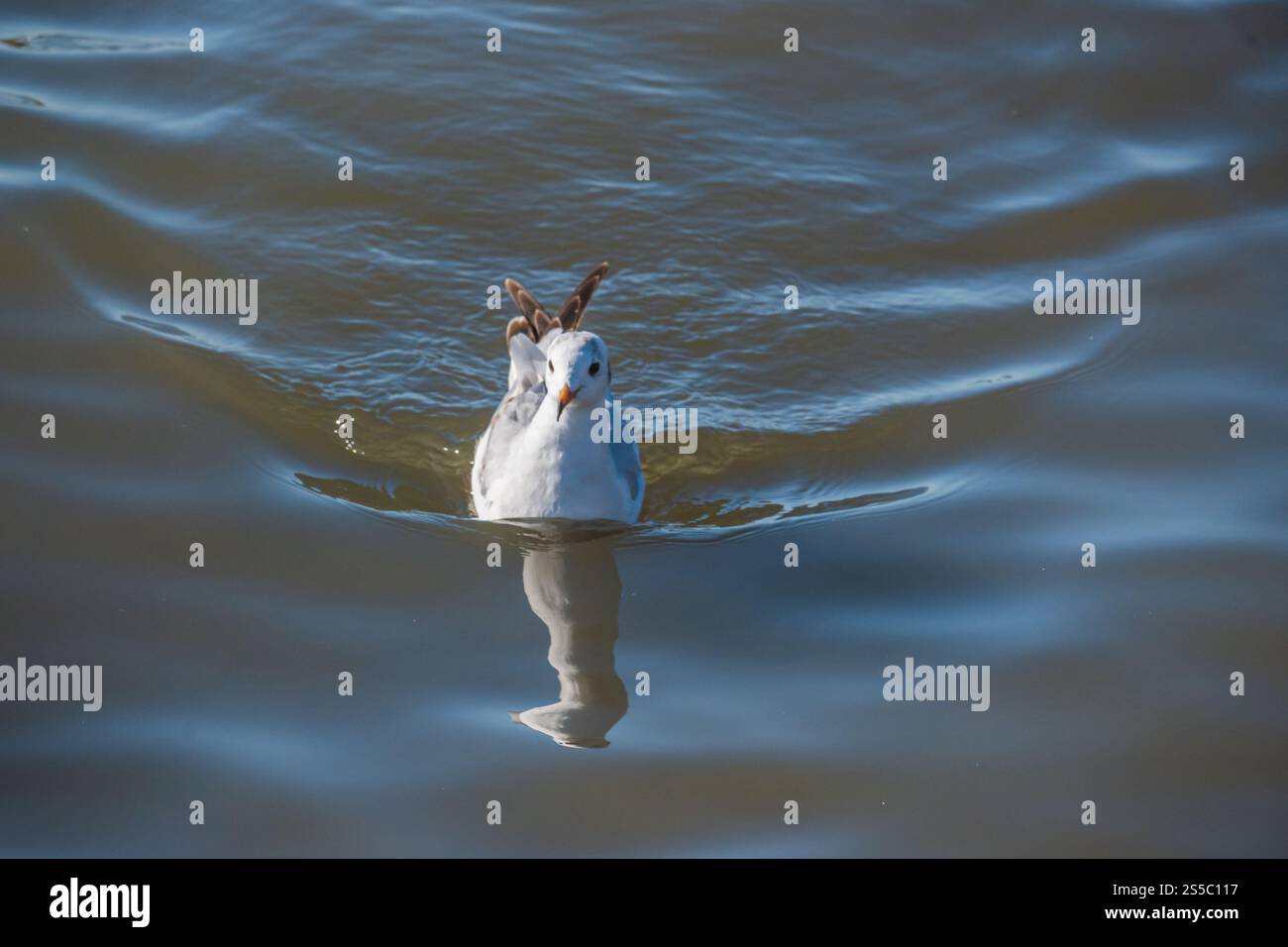 Verspielte Möwen, die sich anmutig auf der Wasseroberfläche bewegen Stockfoto