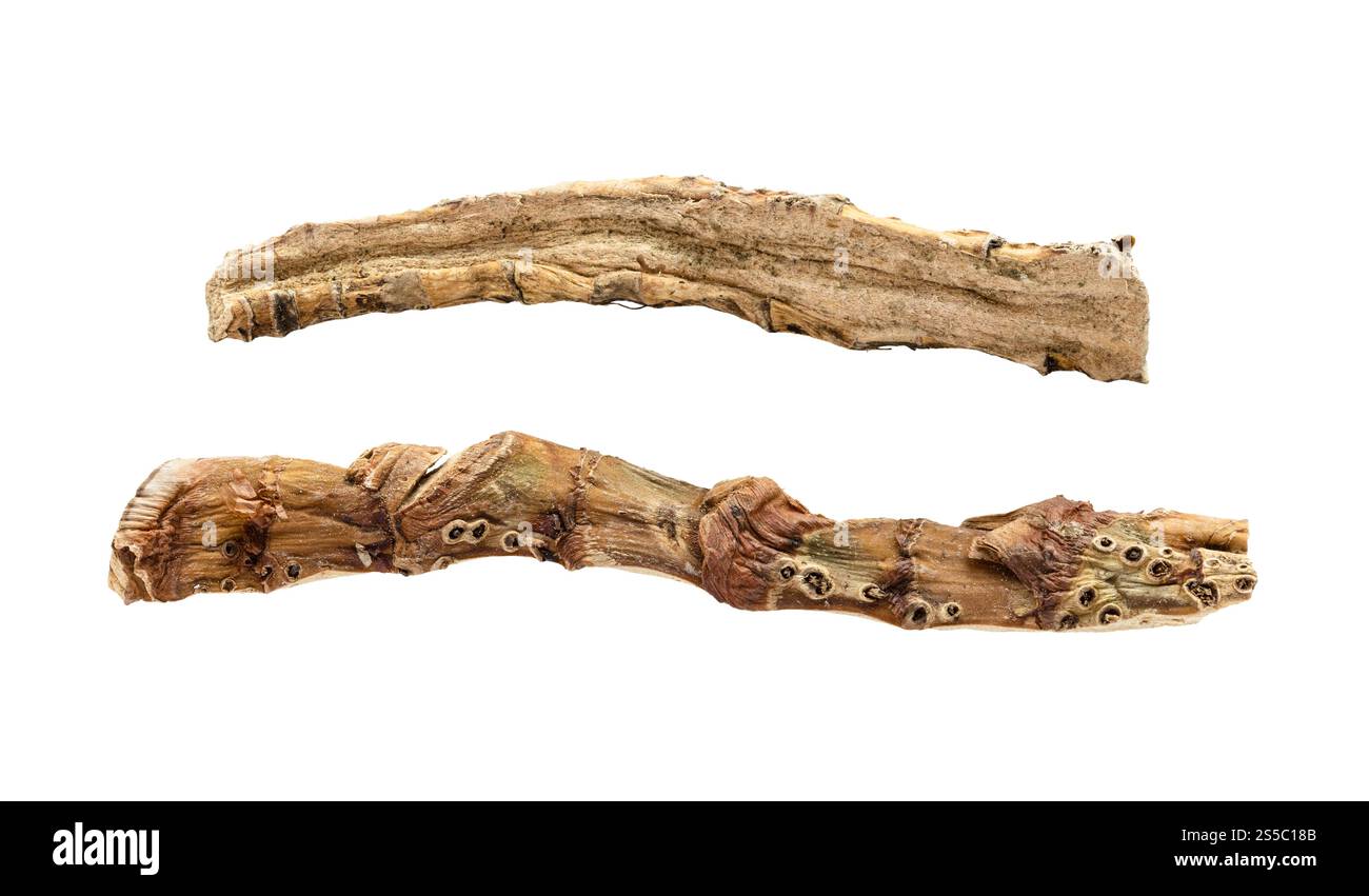 Zwei Stück getrocknete calamus-Wurzel (Sweet Flag) isoliert auf weißem Teller Stockfoto