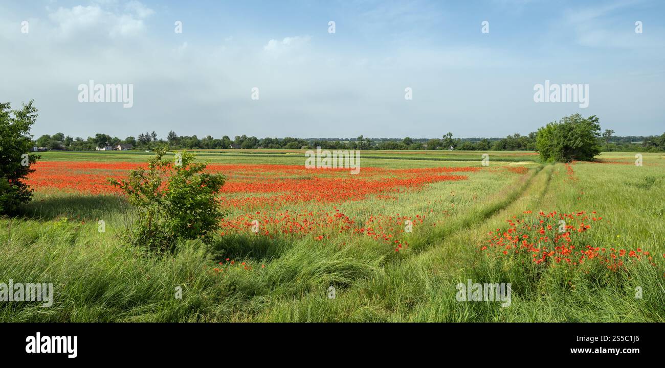 Wunderschöne ukrainische Landschaft Frühlingslandschaft mit Weizenfeld und roten Mohnblumen, Ukraine, sonniger Tag, blauer Himmel mit Wolken. Stockfoto