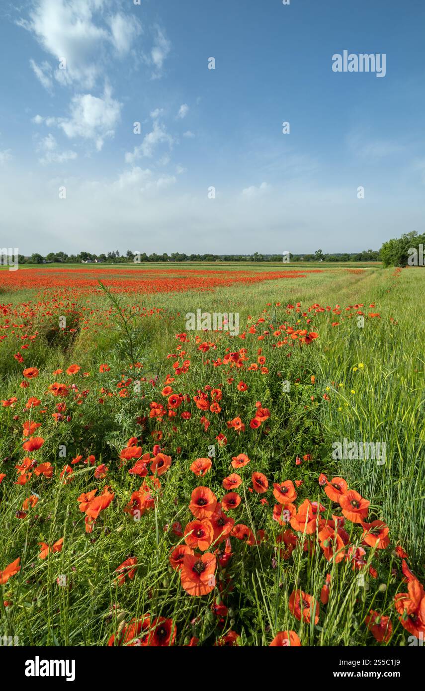 Wunderschöne ukrainische Landschaft Frühlingslandschaft mit Weizenfeld und roten Mohnblumen, Ukraine, sonniger Tag, blauer Himmel mit Wolken. Stockfoto